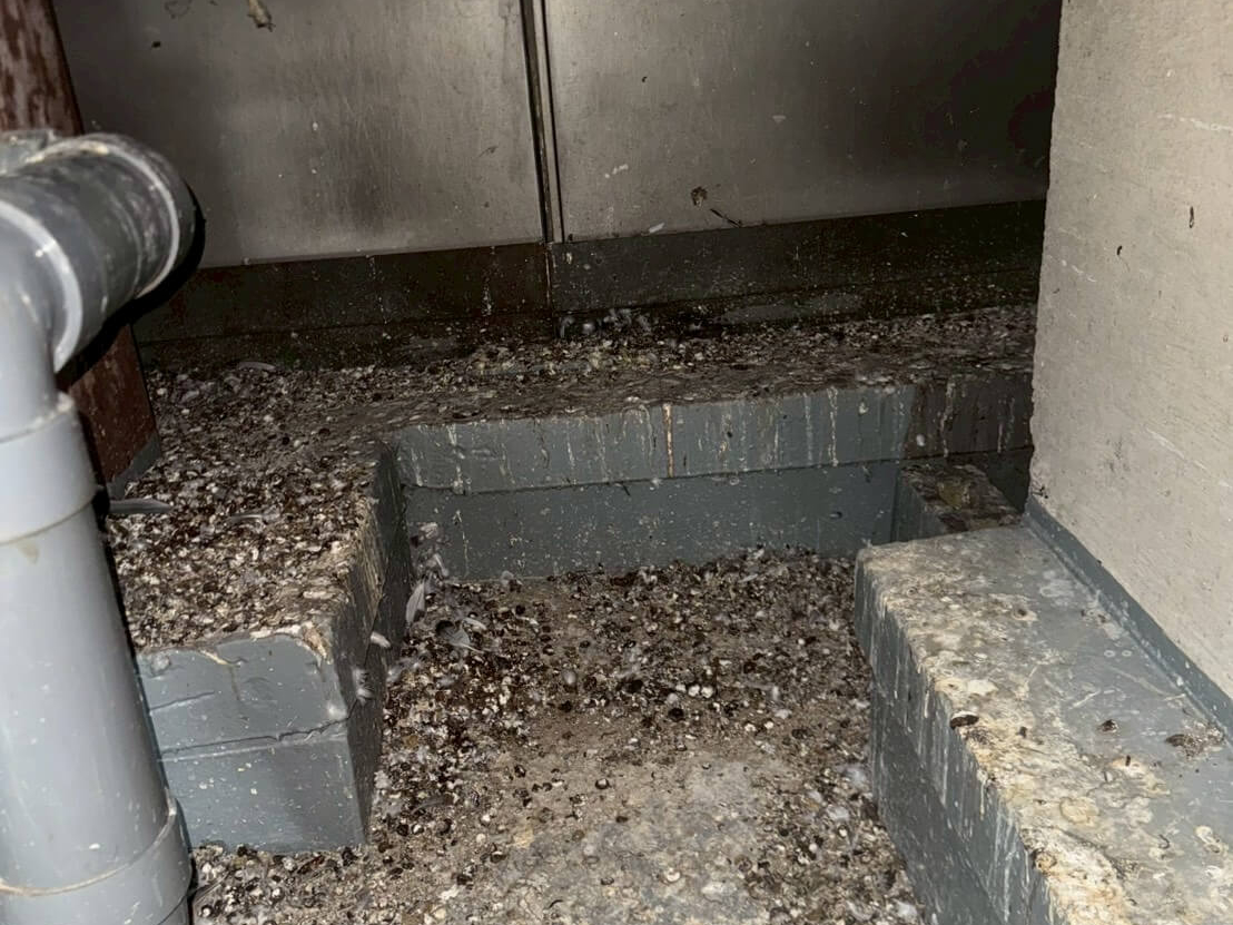 建物や設備へのハト被害予防