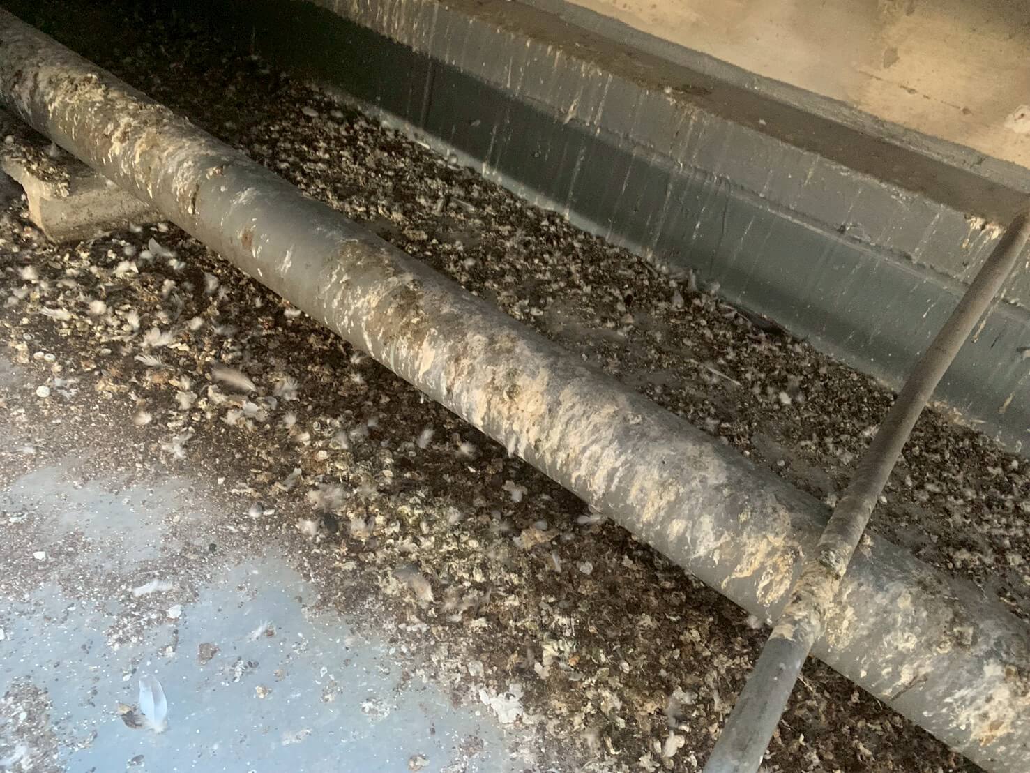 ハトの糞害への対策