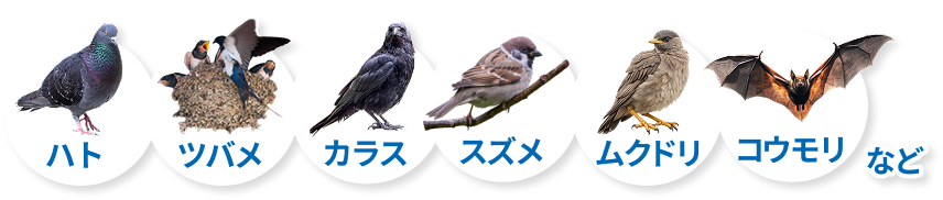 害鳥の種類