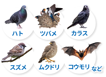 害鳥の種類