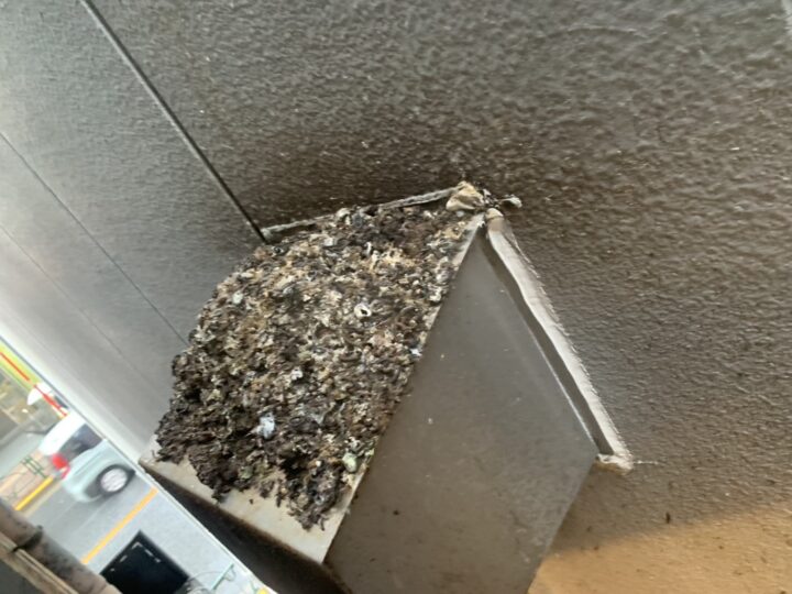 新宿のビルでの鳩被害・対策事例の画像